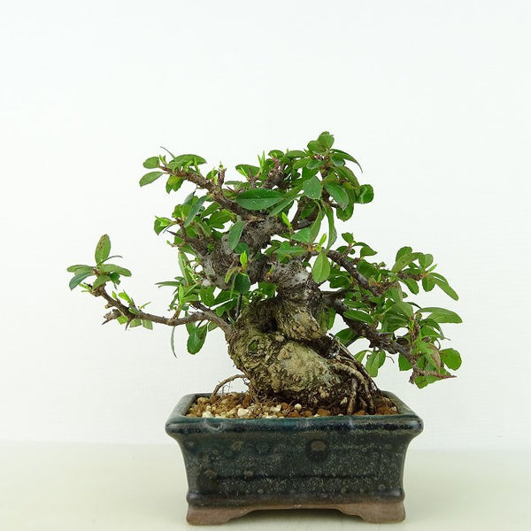 盆栽 ピラカンサ 樹高 約11cm Pyracantha バラ科 常緑樹 観賞用 小品 1132348145