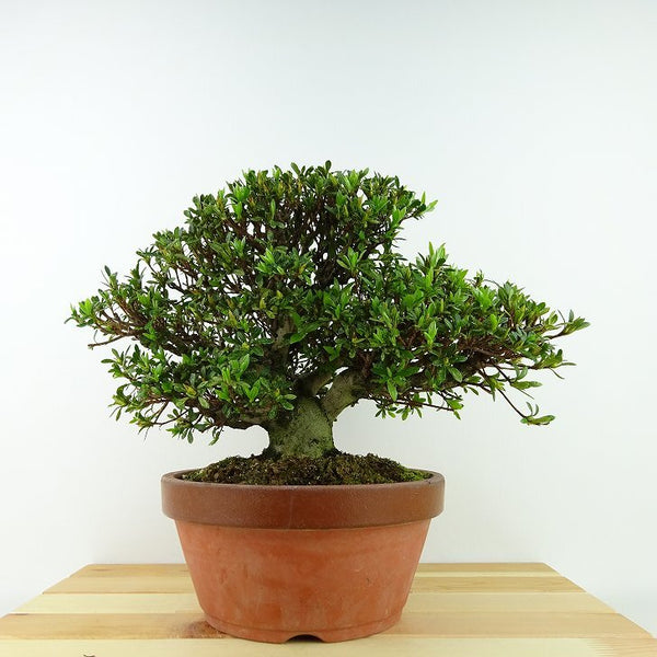 盆栽 皐月 光琳 樹高 約19cm さつき Rhododendron indicum サツキ ツツジ科 常緑樹 観賞用 小品 v1132365705