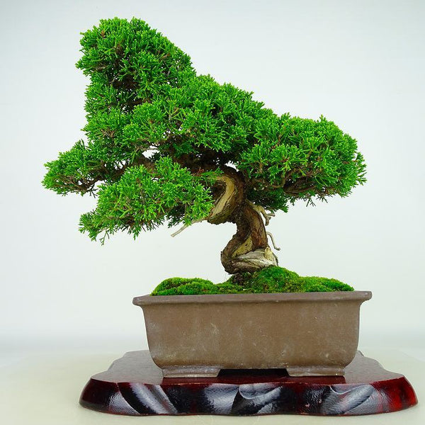 盆栽 真柏 樹高 約33cm しんぱく Juniperus chinensis シンパク “ジン シャリ” ヒノキ科 常緑樹 観賞用 q1132355570