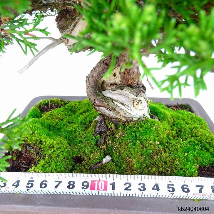 盆栽 真柏 樹高 約33cm しんぱく Juniperus chinensis シンパク “ジン シャリ” ヒノキ科 常緑樹 観賞用  q1132355570