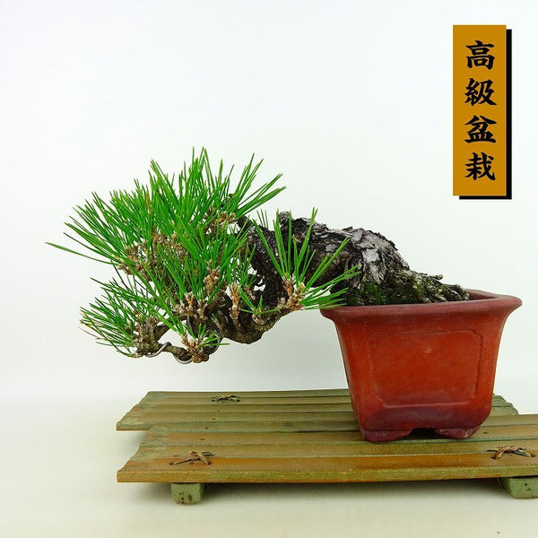 盆栽 松 黒松 樹高 上下 約17cm くろまつ 高級盆栽 Pinus thunbergii クロマツ マツ科 常緑針葉樹 観賞用 小品 o1132455378