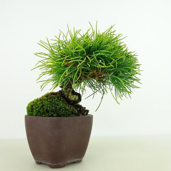 盆栽 松 五葉松 樹高 約11cm ごようまつ Pinus parviflora ゴヨウマツ マツ科 常緑針葉樹 観賞用 小品 s1133085680