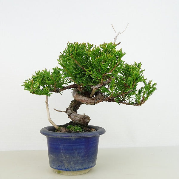 盆栽 真柏 樹高 約13cm しんぱく Juniperus chinensis シンパク ジン ヒノキ科 常緑樹 観賞用 小品 p1133079522