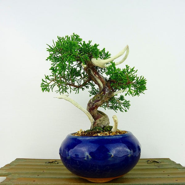 盆栽 真柏 樹高 約15cm しんぱく Juniperus chinensis シンパク ジン シャリ ヒノキ科 常緑樹 観賞用 小品 n1133079332