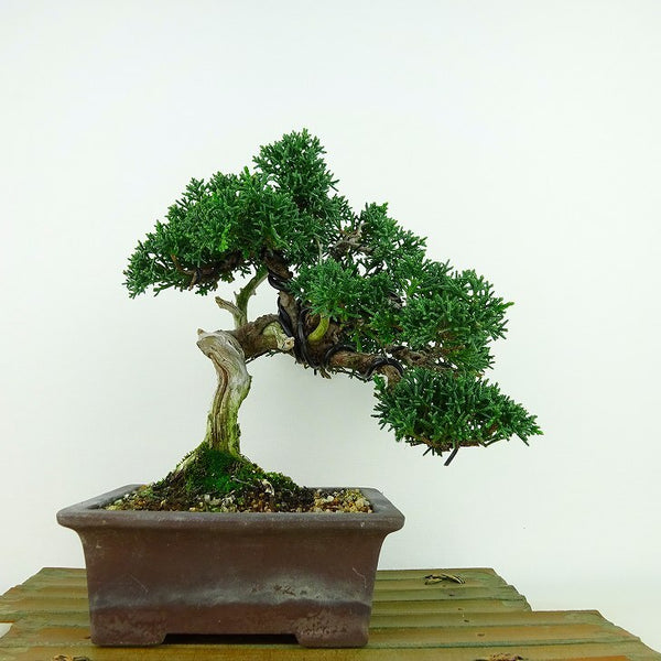 盆栽 真柏 樹高 約19cm しんぱく Juniperus chinensis シンパク ジン シャリ ヒノキ科 常緑樹 観賞用 小品 g1133092168