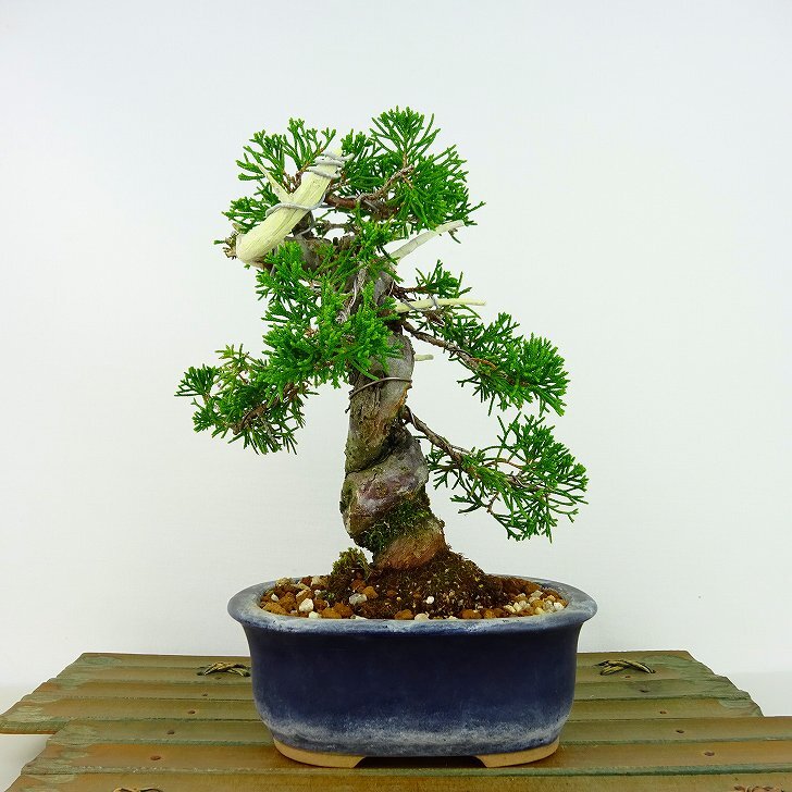 盆栽 真柏 樹高 約19cm しんぱく Juniperus chinensis シンパク ジン シャリ ヒノキ科 常緑樹 観賞用 小品  w1133094661 - 森流 GreenFlow - 動植物造景專門店