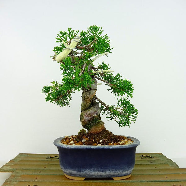 盆栽 真柏 樹高 約19cm しんぱく Juniperus chinensis シンパク ジン シャリ ヒノキ科 常緑樹 観賞用 小品 w1133094661