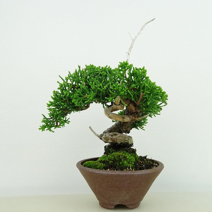 盆栽 真柏 樹高 約15cm しんぱく Juniperus chinensis シンパク ジン ヒノキ科 常緑樹 観賞用 小品 v11330 – 森流  GreenFlow - 動植物造景專門店