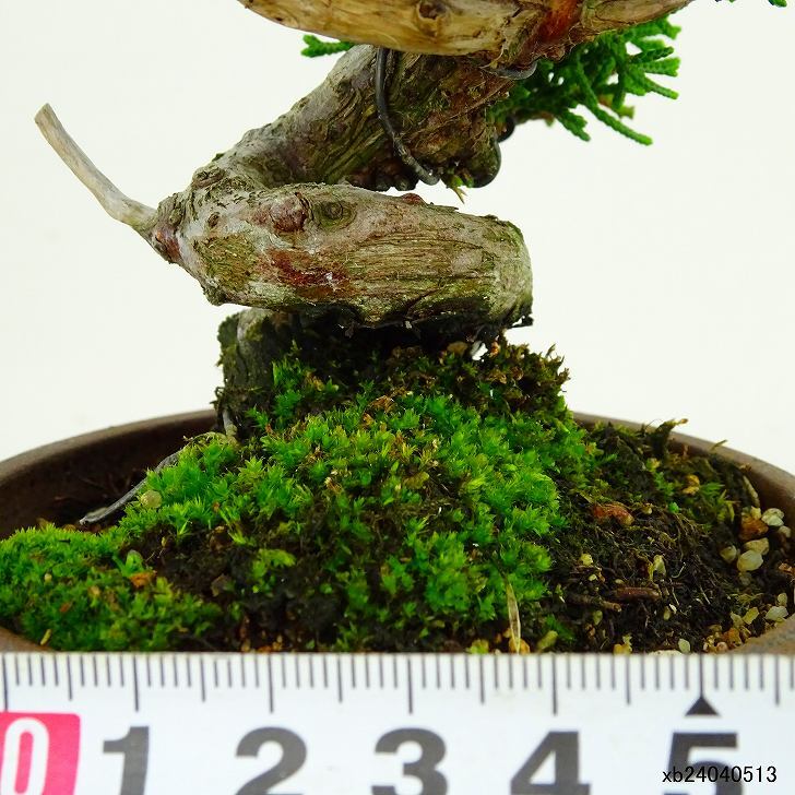 盆栽 真柏 樹高 約15cm しんぱく Juniperus chinensis シンパク ジン ヒノキ科 常緑樹 観賞用 小品 v1133089684