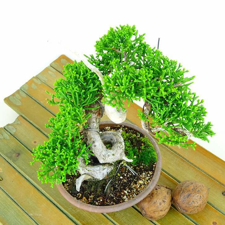 盆栽 真柏 樹高 約15cm しんぱく Juniperus chinensis シンパク ジン ヒノキ科 常緑樹 観賞用 小品 v1133089684