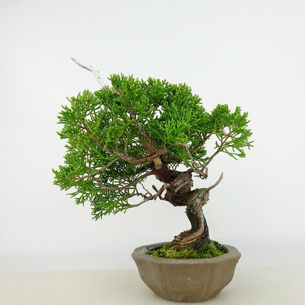 盆栽 真柏 樹高 約18cm しんぱく Juniperus chinensis シンパク ジン シャリ ヒノキ科 常緑樹 観賞用 小品 u1133093178