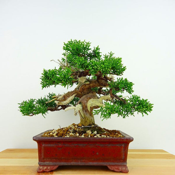 盆栽 真柏 樹高 約16cm しんぱく Juniperus chinensis シンパク “ジン シャリ” ヒノキ科 常緑樹 観賞用 小品 d1133093185