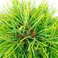 盆栽 松 五葉松 樹高 約14cm ごようまつ Pinus parviflora ゴヨウマツ マツ科 常緑針葉樹 観賞用 小品 l1133096649