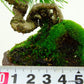 盆栽 松 五葉松 樹高 約14cm ごようまつ Pinus parviflora ゴヨウマツ マツ科 常緑針葉樹 観賞用 小品 l1133096649