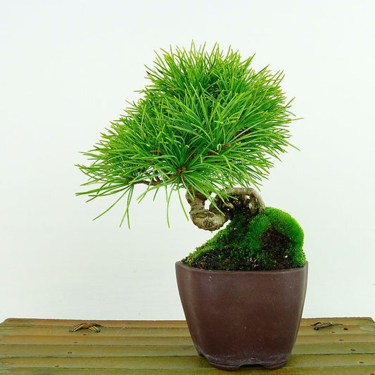 盆栽 松 五葉松 樹高 約14cm ごようまつ Pinus parviflora ゴヨウマツ マツ科 常緑針葉樹 観賞用 小品 l1133096649