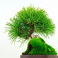 盆栽 松 五葉松 樹高 約14cm ごようまつ Pinus parviflora ゴヨウマツ マツ科 常緑針葉樹 観賞用 小品 l1133096649