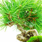 盆栽 松 五葉松 樹高 約14cm ごようまつ Pinus parviflora ゴヨウマツ マツ科 常緑針葉樹 観賞用 小品 l1133096649