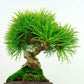 盆栽 松 五葉松 樹高 約14cm ごようまつ Pinus parviflora ゴヨウマツ マツ科 常緑針葉樹 観賞用 小品 l1133096649