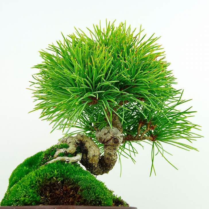 盆栽 松 五葉松 樹高 約14cm ごようまつ Pinus parviflora ゴヨウマツ マツ科 常緑針葉樹 観賞用 小品 l1133096649