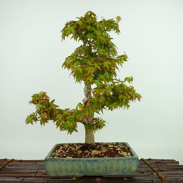 盆栽 紅葉 長良川 樹高 約38cm もみじ Acer palmatum モミジ カエデ科 落葉樹 観賞用 b1133590995