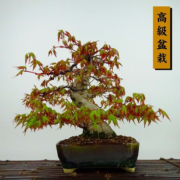 盆栽 紅葉 樹高 約21cm もみじ 高級盆栽 Acer palmatum モミジ カエデ科 落葉樹 観賞用 j1133598827