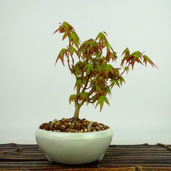 盆栽 紅葉 樹高 約14cm もみじ Acer palmatum モミジ カエデ科 落葉樹 観賞用 小品 j1133599160