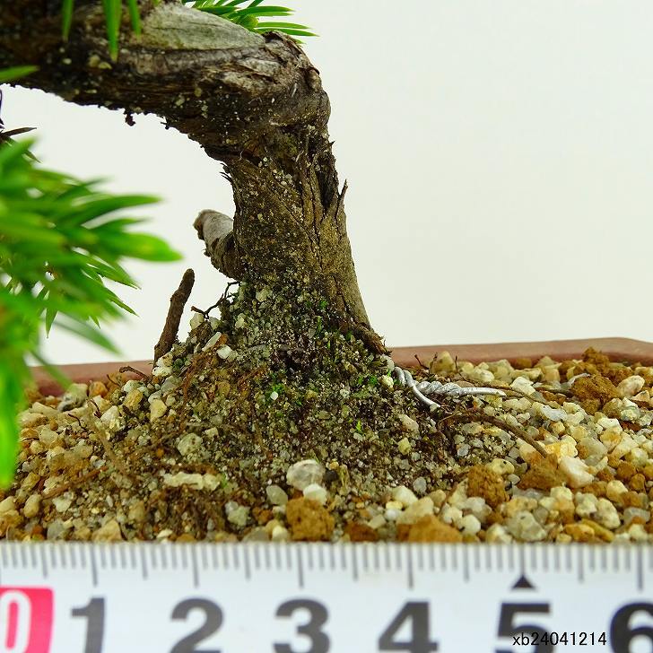 盆栽 松 杜松 樹高 約12cm としょう Juniperus rigida トショウ ヒノキ科 常緑針葉樹 観賞用 小品 b1133602155