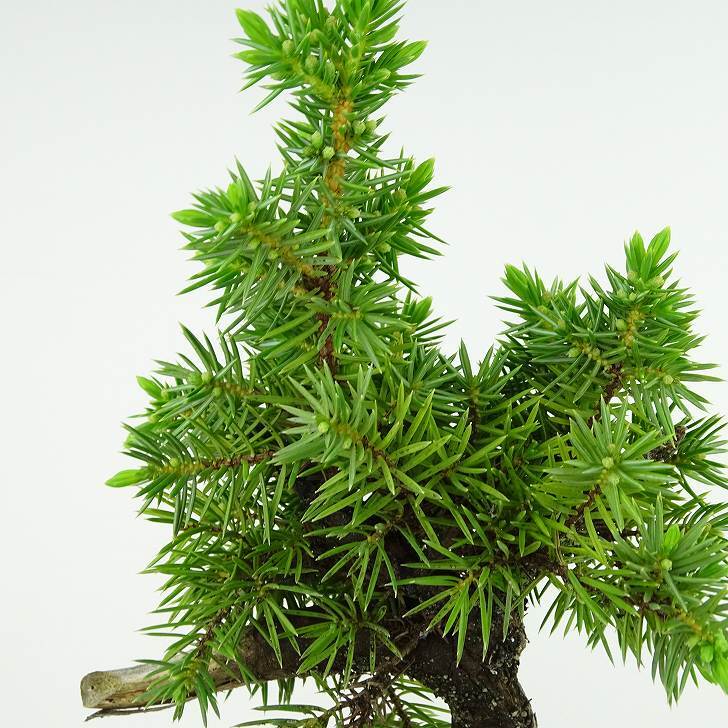 盆栽 松 杜松 樹高 約12cm としょう Juniperus rigida トショウ ヒノキ科 常緑針葉樹 観賞用 小品 b1133602155