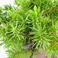 盆栽 松 杜松 樹高 約12cm としょう Juniperus rigida トショウ ヒノキ科 常緑針葉樹 観賞用 小品 b1133602155