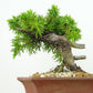 盆栽 松 杜松 樹高 約12cm としょう Juniperus rigida トショウ ヒノキ科 常緑針葉樹 観賞用 小品 b1133602155