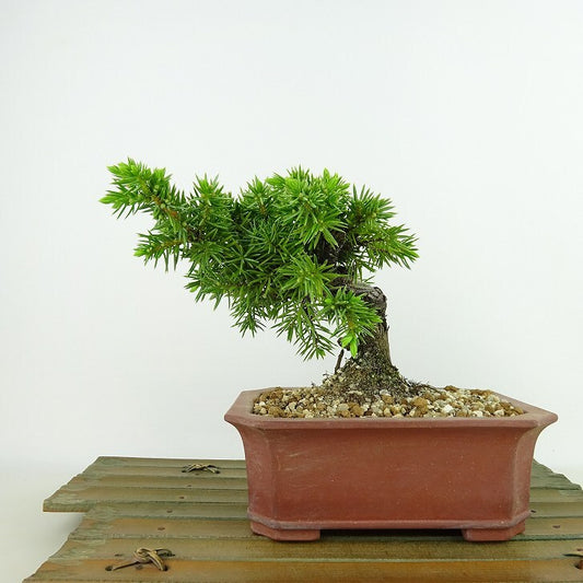 盆栽 松 杜松 樹高 約12cm としょう Juniperus rigida トショウ ヒノキ科 常緑針葉樹 観賞用 小品 b1133602155