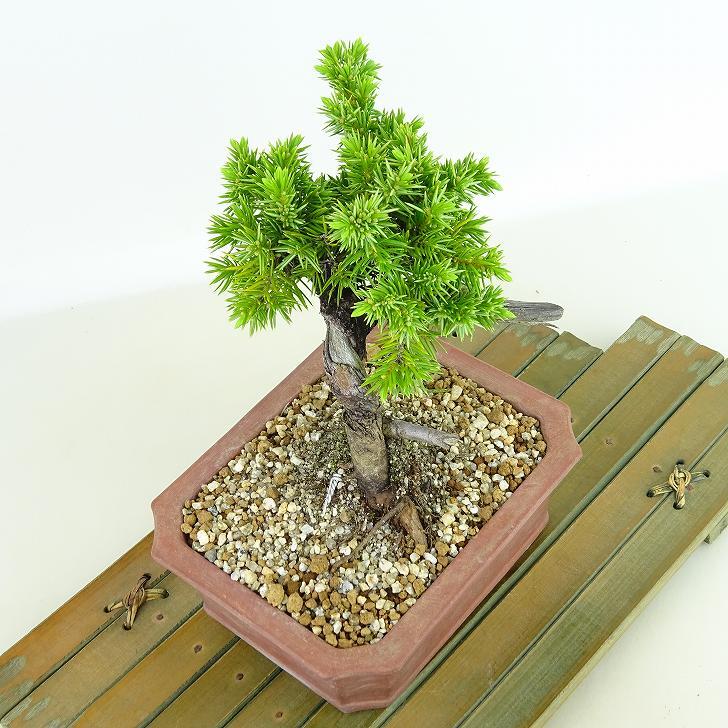 盆栽 松 杜松 樹高 約12cm としょう Juniperus rigida トショウ ヒノキ科 常緑針葉樹 観賞用 小品 b1133602155