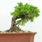 盆栽 松 杜松 樹高 約12cm としょう Juniperus rigida トショウ ヒノキ科 常緑針葉樹 観賞用 小品 b1133602155