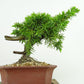 盆栽 松 杜松 樹高 約12cm としょう Juniperus rigida トショウ ヒノキ科 常緑針葉樹 観賞用 小品 b1133602155