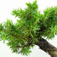 盆栽 松 杜松 樹高 約12cm としょう Juniperus rigida トショウ ヒノキ科 常緑針葉樹 観賞用 小品 m1133587786