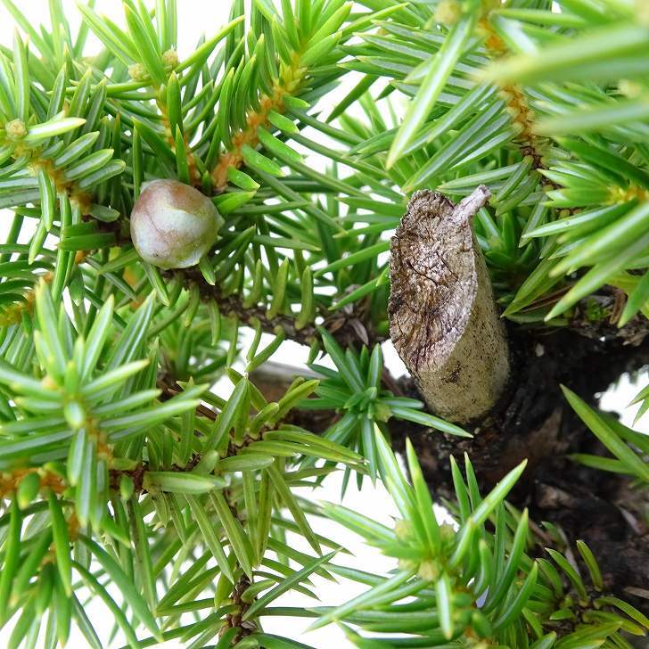 盆栽 松 杜松 樹高 約12cm としょう Juniperus rigida トショウ ヒノキ科 常緑針葉樹 観賞用 小品 m1133587786