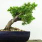 盆栽 松 杜松 樹高 約12cm としょう Juniperus rigida トショウ ヒノキ科 常緑針葉樹 観賞用 小品 m1133587786