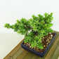 盆栽 松 杜松 樹高 約12cm としょう Juniperus rigida トショウ ヒノキ科 常緑針葉樹 観賞用 小品 m1133587786