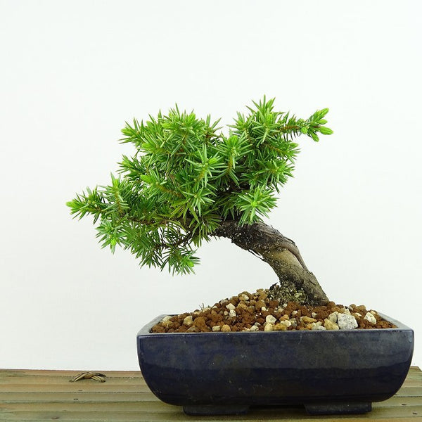 盆栽 松 杜松 樹高 約12cm としょう Juniperus rigida トショウ ヒノキ科 常緑針葉樹 観賞用 小品 m1133587786