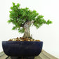 盆栽 松 杜松 樹高 約12cm としょう Juniperus rigida トショウ ヒノキ科 常緑針葉樹 観賞用 小品 m1133587786