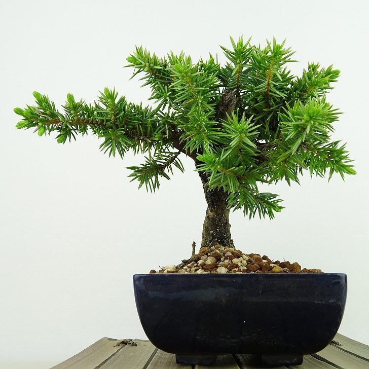 盆栽 松 杜松 樹高 約12cm としょう Juniperus rigida トショウ ヒノキ科 常緑針葉樹 観賞用 小品 m1133587786