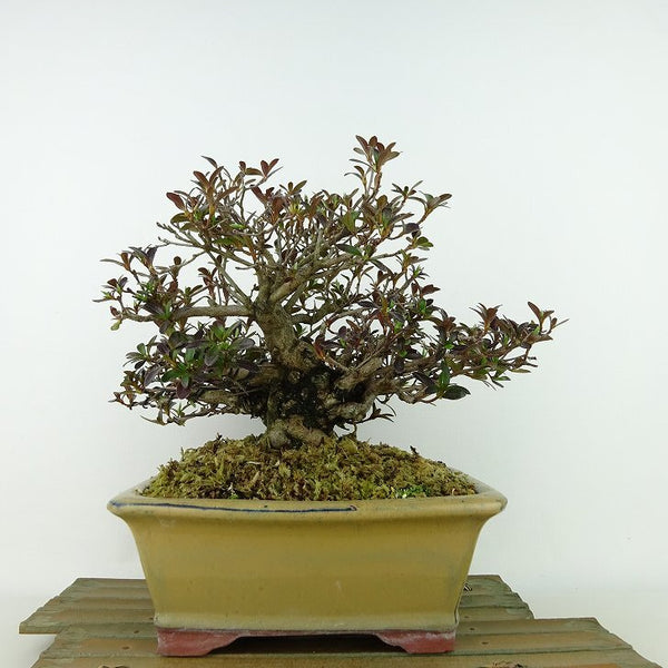 盆栽 皐月 八咫の鏡 樹高 約19cm さつき Rhododendron indicum サツキ ツツジ科 常緑樹 観賞用 小品