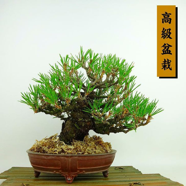 盆栽 松 黒松 樹高 約20cm くろまつ 高級盆栽 Pinus thunbergii クロマツ マツ科 常緑針葉樹 観賞用 小品 w1133848291