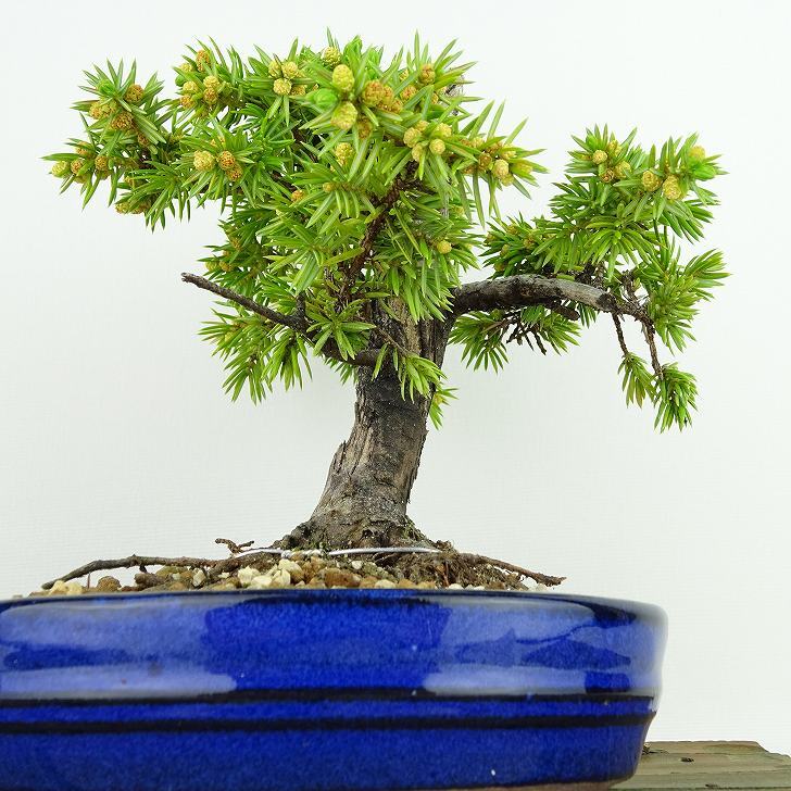 盆栽 松 杜松 樹高 約14cm としょう Juniperus rigida トショウ ヒノキ科 常緑針葉樹 観賞用 小品 o1133849483