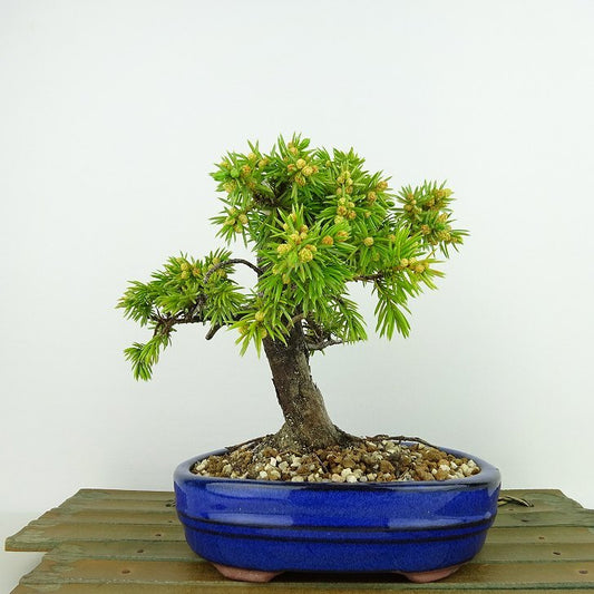 盆栽 松 杜松 樹高 約14cm としょう Juniperus rigida トショウ ヒノキ科 常緑針葉樹 観賞用 小品 o1133849483