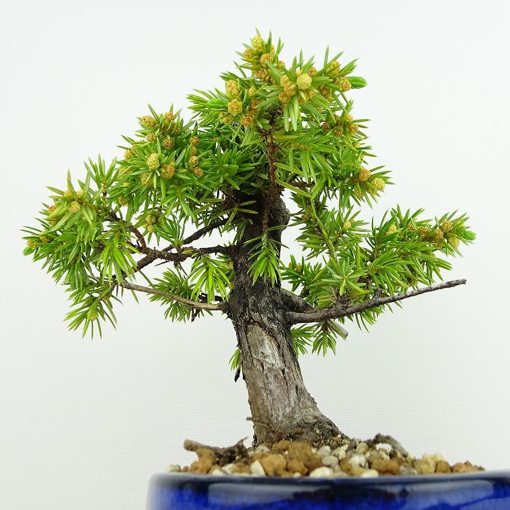 盆栽 松 杜松 樹高 約14cm としょう Juniperus rigida トショウ ヒノキ科 常緑針葉樹 観賞用 小品 o1133849483