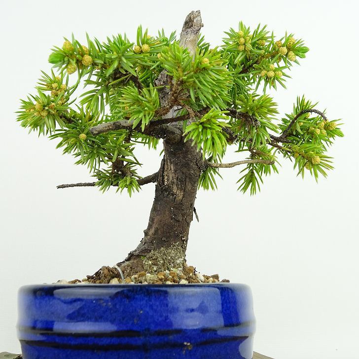 盆栽 松 杜松 樹高 約14cm としょう Juniperus rigida トショウ ヒノキ科 常緑針葉樹 観賞用 小品 o1133849483