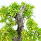 盆栽 松 杜松 樹高 約14cm としょう Juniperus rigida トショウ ヒノキ科 常緑針葉樹 観賞用 小品 o1133849483