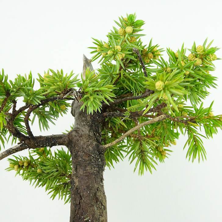 盆栽 松 杜松 樹高 約14cm としょう Juniperus rigida トショウ ヒノキ科 常緑針葉樹 観賞用 小品 o1133849483