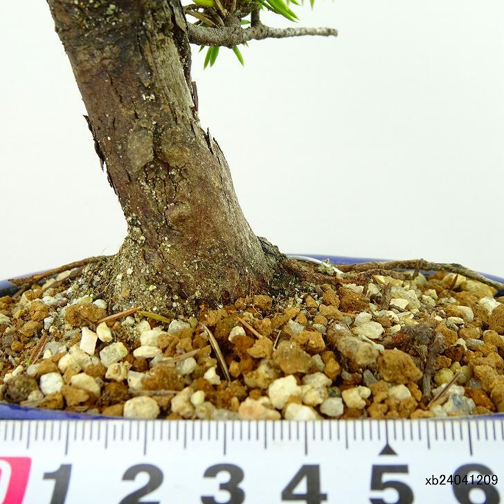 盆栽 松 杜松 樹高 約14cm としょう Juniperus rigida トショウ ヒノキ科 常緑針葉樹 観賞用 小品 o1133849483